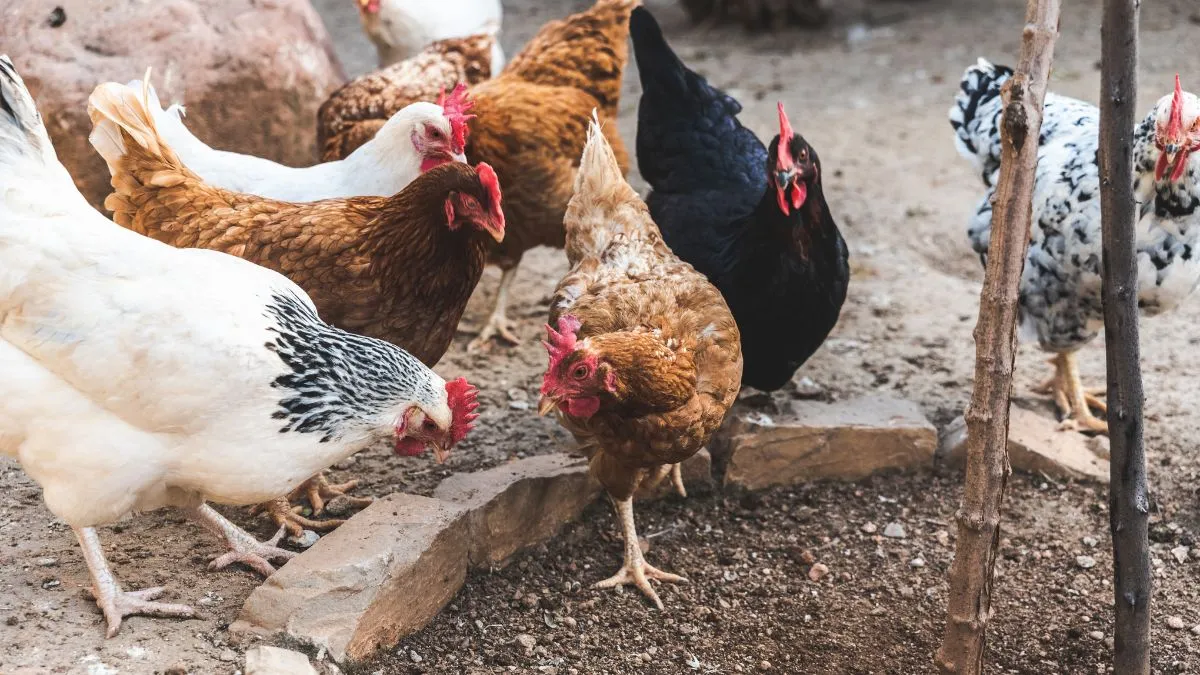 Odisha Govt To Cull 20,000 Birds Amid Bird Flu Outbreak In Puri District